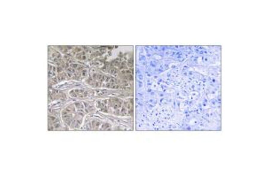 Immunohistochemistry - SLC25A21 Antibody from Signalway Antibody (34799) - Antibodies.com