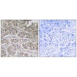 Immunohistochemistry - SLC25A21 Antibody from Signalway Antibody (34799) - Antibodies.com