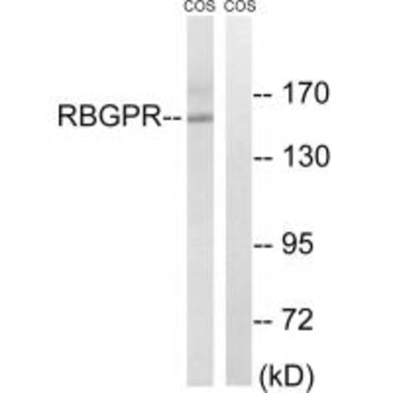 Western blot - RAB3GAP2 Antibody from Signalway Antibody (34951) - Antibodies.com
