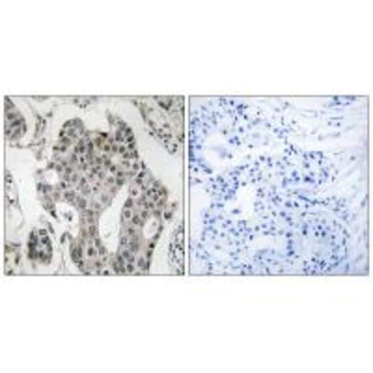 Immunohistochemistry - RAB3GAP2 Antibody from Signalway Antibody (34951) - Antibodies.com