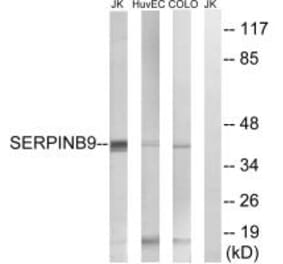 Western blot - SERPINB9 Antibody from Signalway Antibody (35037) - Antibodies.com