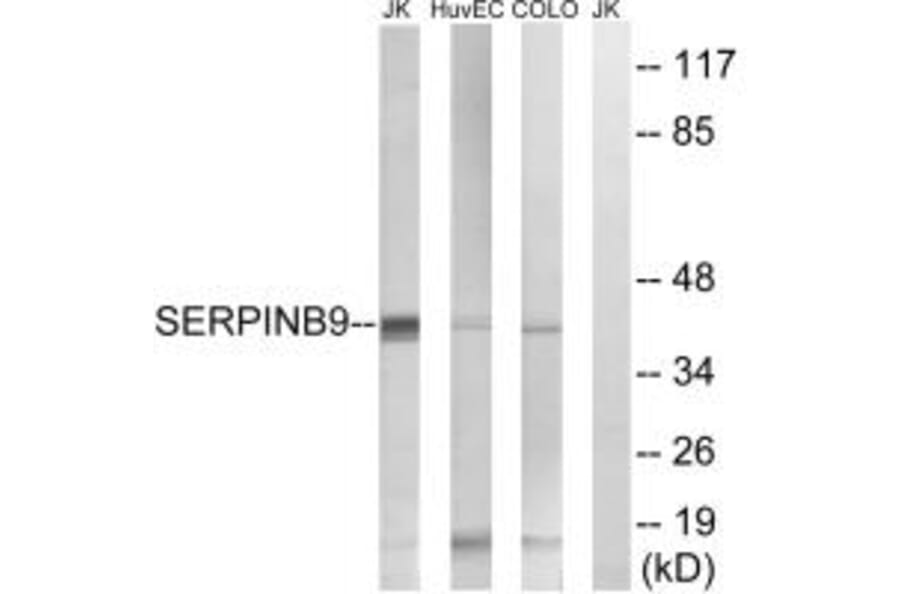 Western blot - SERPINB9 Antibody from Signalway Antibody (35037) - Antibodies.com