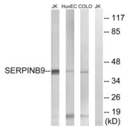 Western blot - SERPINB9 Antibody from Signalway Antibody (35037) - Antibodies.com