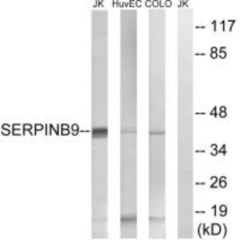 Western blot - SERPINB9 Antibody from Signalway Antibody (35037) - Antibodies.com