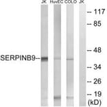 Western blot - SERPINB9 Antibody from Signalway Antibody (35037) - Antibodies.com