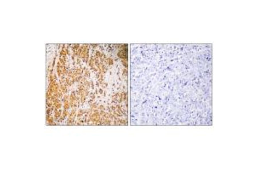 Immunohistochemistry - ZSCAN22 Antibody from Signalway Antibody (35151) - Antibodies.com