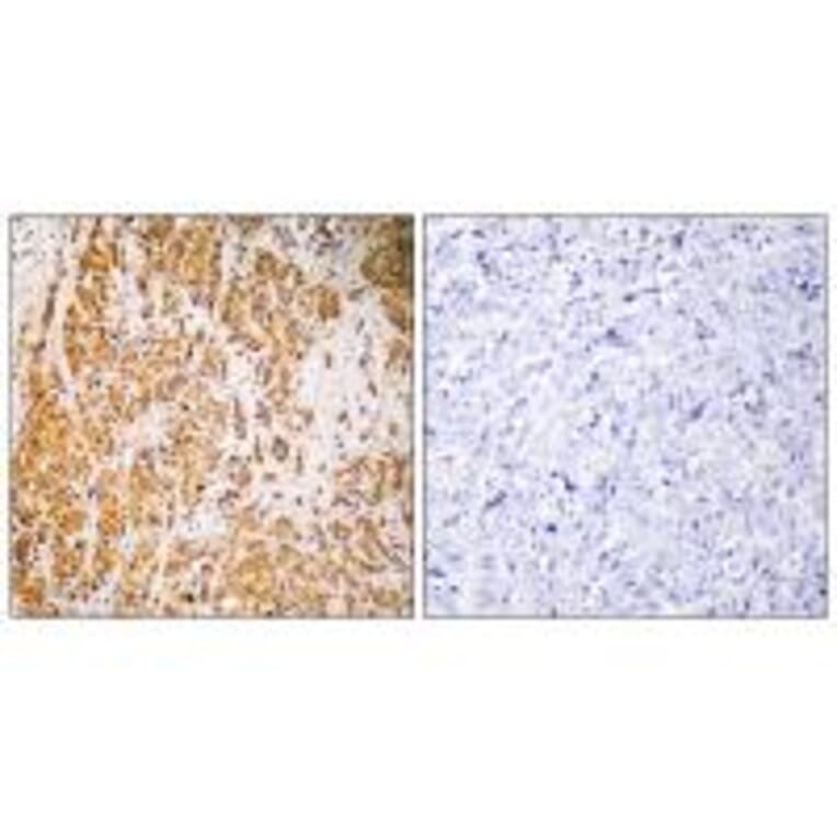 Immunohistochemistry - ZSCAN22 Antibody from Signalway Antibody (35151) - Antibodies.com