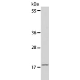 EIF4EBP1 Antibody from Signalway Antibody (35610) - Antibodies.com