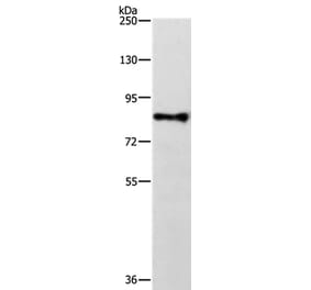 TRAF3IP1 Antibody from Signalway Antibody (35968) - Antibodies.com