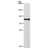 TRAF3IP1 Antibody from Signalway Antibody (35968) - Antibodies.com
