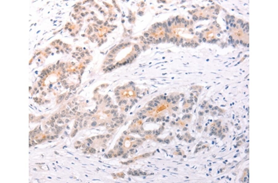 Immunohistochemistry - TRAF3IP1 Antibody from Signalway Antibody (35968) - Antibodies.com