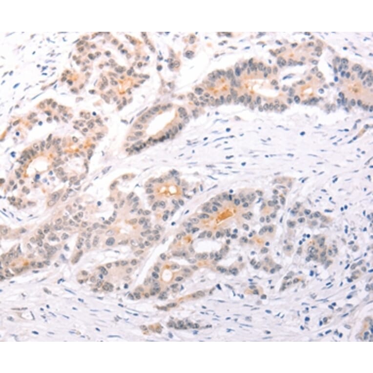 Immunohistochemistry - TRAF3IP1 Antibody from Signalway Antibody (35968) - Antibodies.com