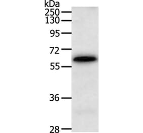TRAF3IP3 Antibody from Signalway Antibody (35969) - Antibodies.com