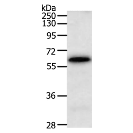 TRAF3IP3 Antibody from Signalway Antibody (35969) - Antibodies.com