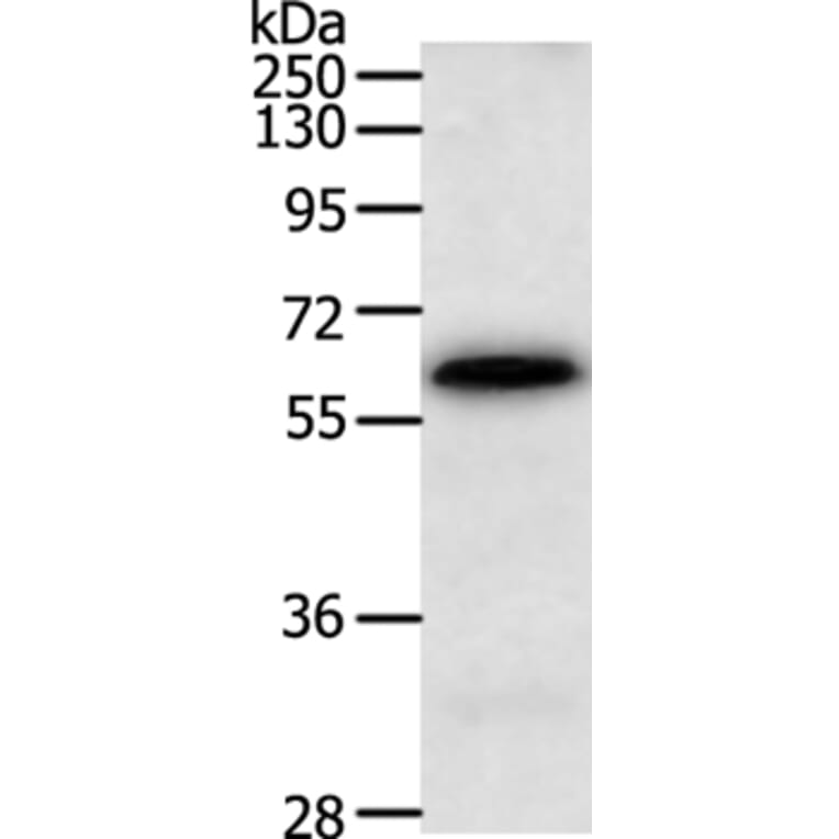 TRAF3IP3 Antibody from Signalway Antibody (35969) - Antibodies.com