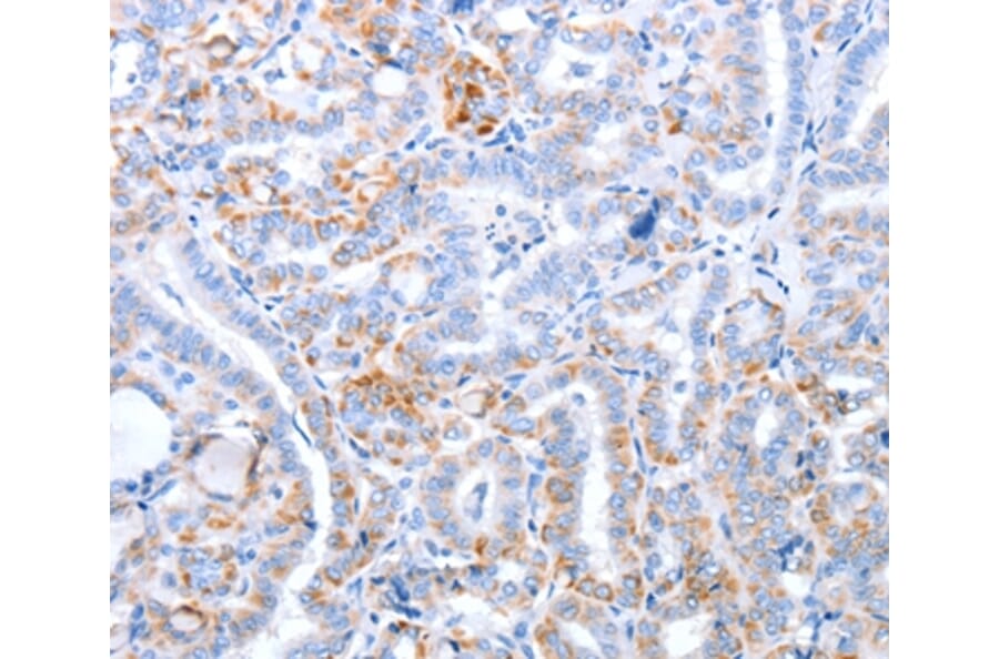 Immunohistochemistry - TRAF3IP3 Antibody from Signalway Antibody (35969) - Antibodies.com