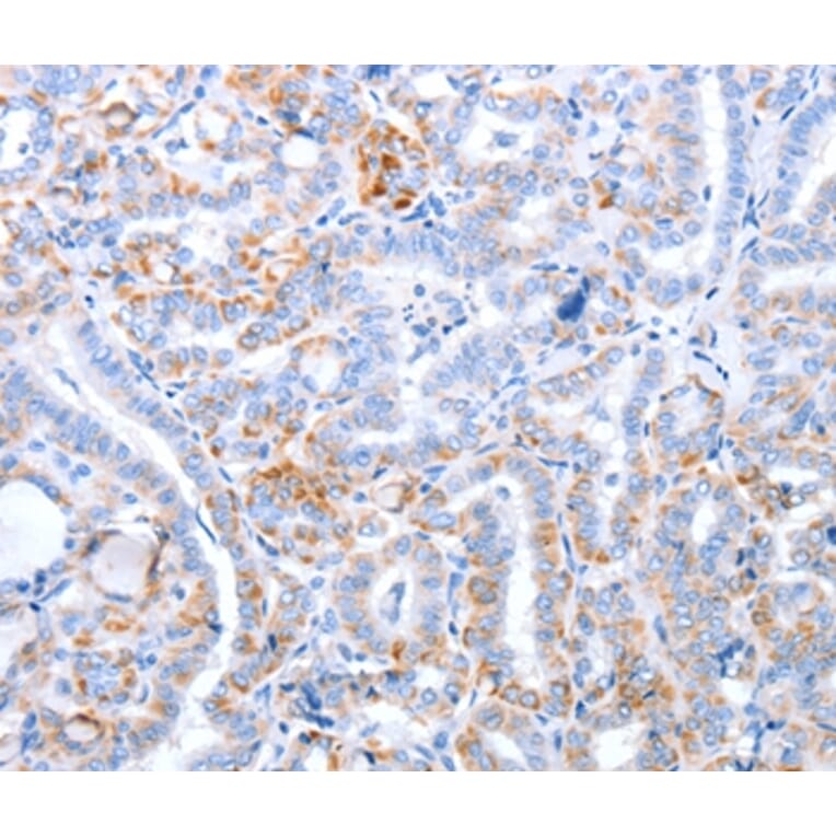 Immunohistochemistry - TRAF3IP3 Antibody from Signalway Antibody (35969) - Antibodies.com