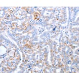 Immunohistochemistry - TRAF3IP3 Antibody from Signalway Antibody (35969) - Antibodies.com