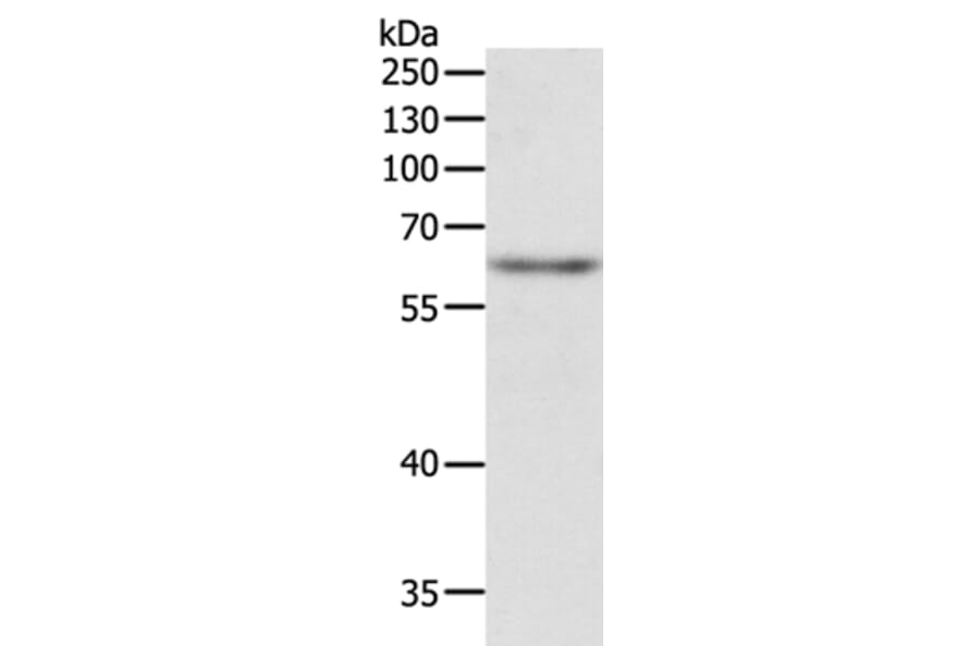 TRAF3IP2 Antibody from Signalway Antibody (35970) - Antibodies.com