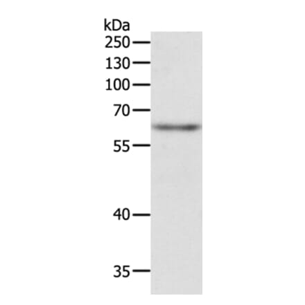 TRAF3IP2 Antibody from Signalway Antibody (35970) - Antibodies.com