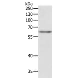 TRAF3IP2 Antibody from Signalway Antibody (35970) - Antibodies.com
