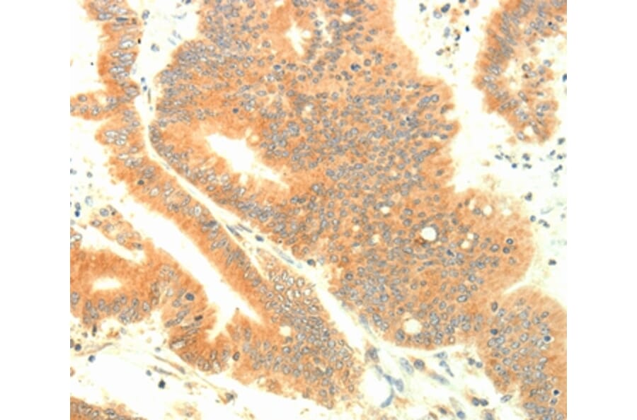 Immunohistochemistry - TRAF3IP2 Antibody from Signalway Antibody (35970) - Antibodies.com