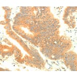 Immunohistochemistry - TRAF3IP2 Antibody from Signalway Antibody (35970) - Antibodies.com