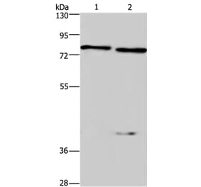 COL4A3BP Antibody from Signalway Antibody (36362) - Antibodies.com