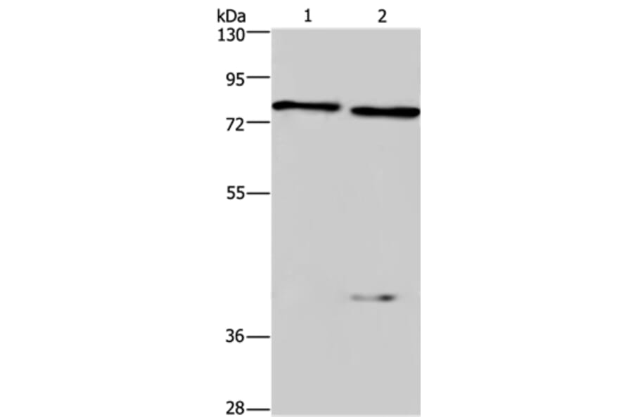 COL4A3BP Antibody from Signalway Antibody (36362) - Antibodies.com