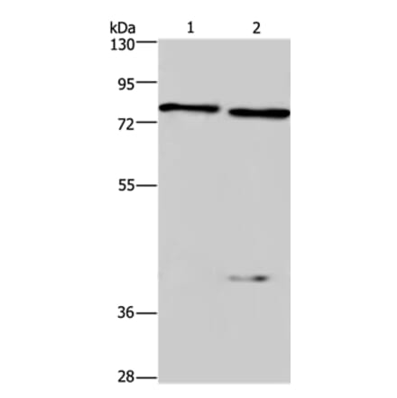COL4A3BP Antibody from Signalway Antibody (36362) - Antibodies.com