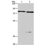 COL4A3BP Antibody from Signalway Antibody (36362) - Antibodies.com