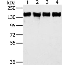 PPP1R12A Antibody from Signalway Antibody (36628) - Antibodies.com