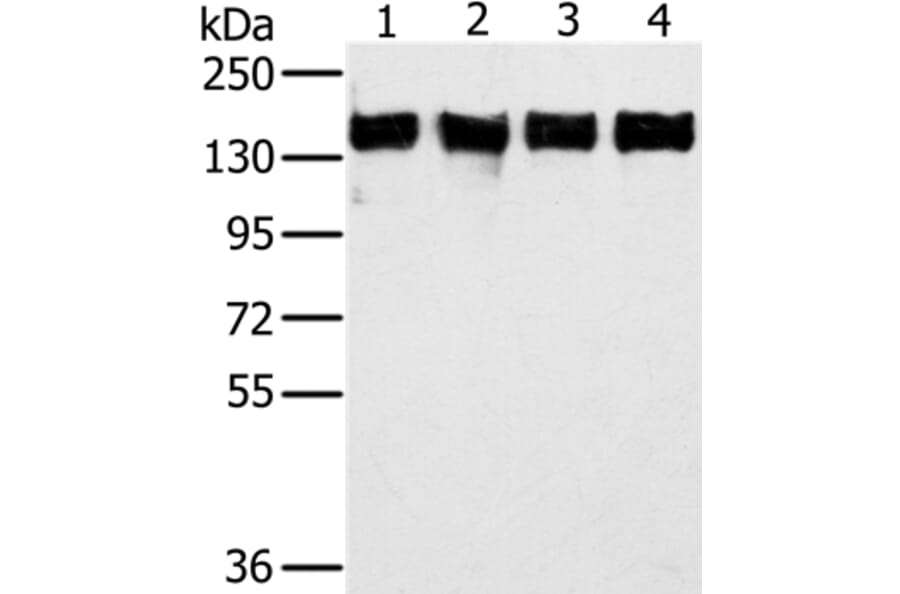 PPP1R12A Antibody from Signalway Antibody (36628) - Antibodies.com