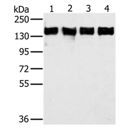 PPP1R12A Antibody from Signalway Antibody (36628) - Antibodies.com