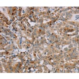 Immunohistochemistry - PPP1R12A Antibody from Signalway Antibody (36628) - Antibodies.com