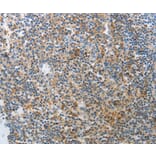 Immunohistochemistry - AD7C-NTP Antibody from Signalway Antibody (36756) - Antibodies.com