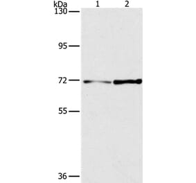 PPP1R13L Antibody from Signalway Antibody (36928) - Antibodies.com