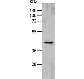 CHRFAM7A Antibody from Signalway Antibody (36993) - Antibodies.com