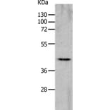CHRFAM7A Antibody from Signalway Antibody (36993) - Antibodies.com