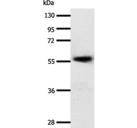 SLC22A17 Antibody from Signalway Antibody (37244) - Antibodies.com