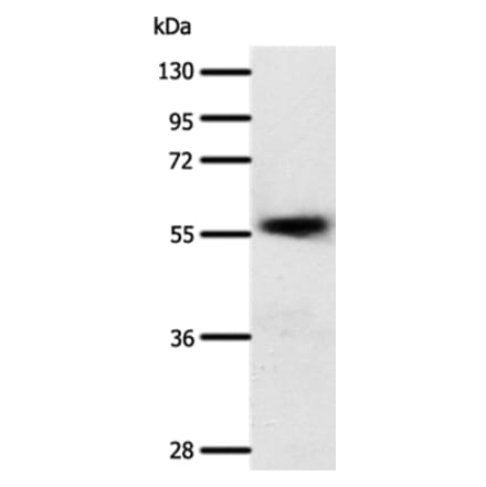 SLC22A17 Antibody from Signalway Antibody (37244) - Antibodies.com