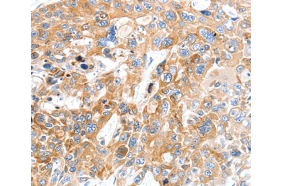Immunohistochemistry - SLC22A17 Antibody from Signalway Antibody (37244) - Antibodies.com