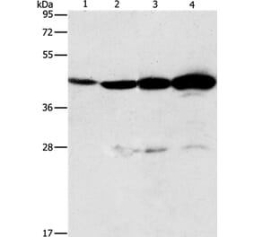 APOBEC3D Antibody from Signalway Antibody (37339) - Antibodies.com