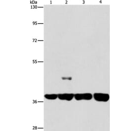 SERPINA9 Antibody from Signalway Antibody (37387) - Antibodies.com
