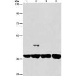 SERPINA9 Antibody from Signalway Antibody (37387) - Antibodies.com