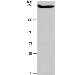 CASP8AP2 Antibody from Signalway Antibody (37574) - Antibodies.com