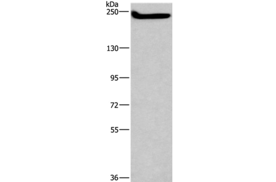 CASP8AP2 Antibody from Signalway Antibody (37574) - Antibodies.com