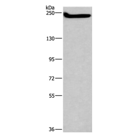 CASP8AP2 Antibody from Signalway Antibody (37574) - Antibodies.com