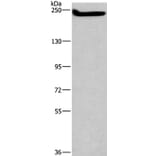 CASP8AP2 Antibody from Signalway Antibody (37574) - Antibodies.com