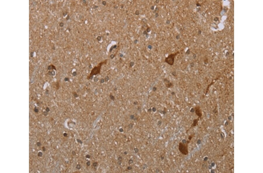 Immunohistochemistry - CASP8AP2 Antibody from Signalway Antibody (37574) - Antibodies.com